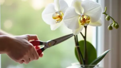 jak zastřihnout orchidej po odkvětu správně – Správné zastřižení orchideje po odkvětu: krok za krokem
