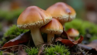 pavučinec plyšový jak ho pěstovat – Jak pěstovat pavučinec plyšový: kompletní průvodce péčí a podmínkami