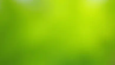Acer platanoides: kompletní průvodce javoru mléče od růstu po péči