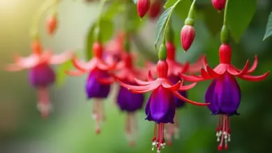 fuchsie pěstování a péče o rostlinu – Jak na pěstování a péči o fuchsii: praktický průvodce
