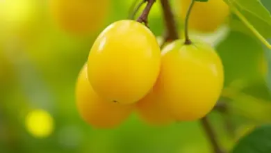 mirabelky recept na domácí zpracování – Jak na domácí zpracování mirabelek: recepty a tipy