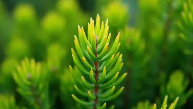 Pinus mugo: kompletní průvodce pěstováním a péčí o borovici kleč