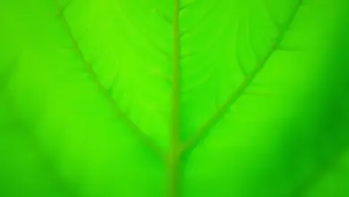chlorofyl proč je důležitý pro zdraví - Proč je chlorofyl důležitý pro zdraví: komplexní přehled