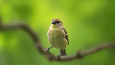 chůvička japonská péče a chov - Jak správně pečovat a chovat chůvičku japonskou