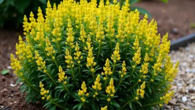 mochna potentilla pěstování a péče - Jak na pěstování a péči o mochna potentilla