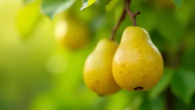 nashi hruška co to je a jak pěstovat - Nashi hruška: popis a kompletní návod na pěstování