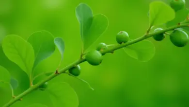 pavlovnie jak pěstovat a ošetřovat - Jak pěstovat a ošetřovat pavlovnii: kompletní průvodce