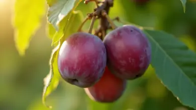 prunus domestica pěstování a využití - Pěstování a využití Prunus domestica - švestky krok za krokem