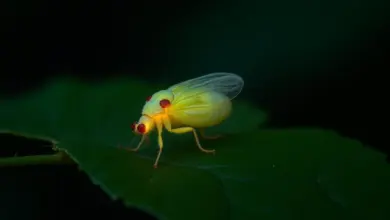 světluška větší chov a péče - Jak na chov a péči o světlušku větší: kompletní průvodce