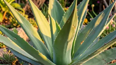 agave pěstování a využití - Jak na pěstování a využití agáve: kompletní průvodce