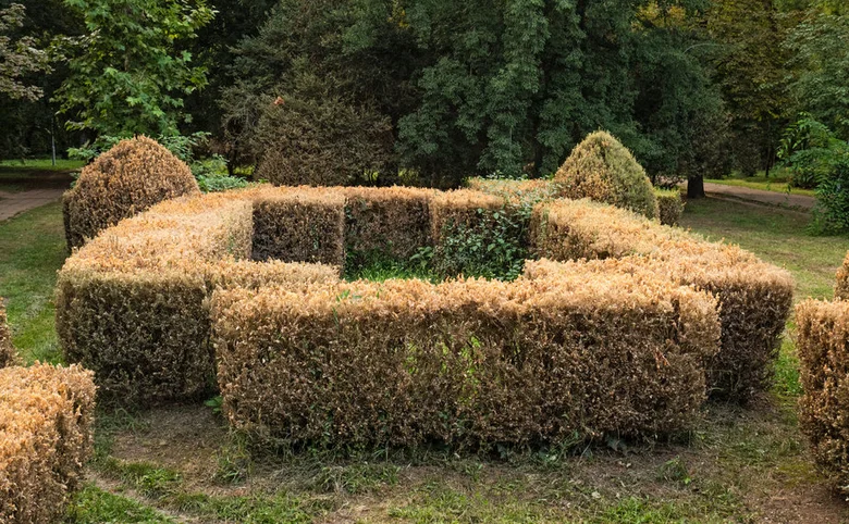 Zahradní keře buxus s náznaky škodlivého vlivu