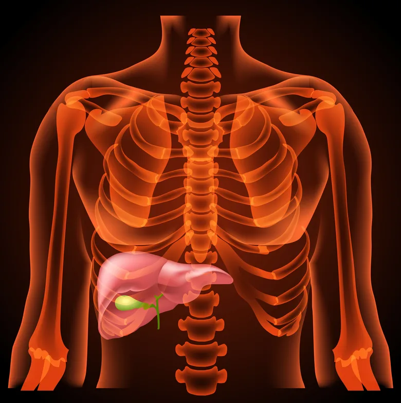 Anatomie žlučníku a jater v lidském těle