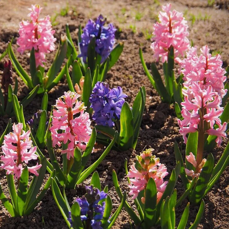 Rostoucí fialové a růžovo kvetoucí hyacinty na zahradě.