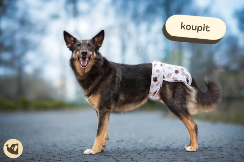 Fena v kalhotkách pro hárání venku