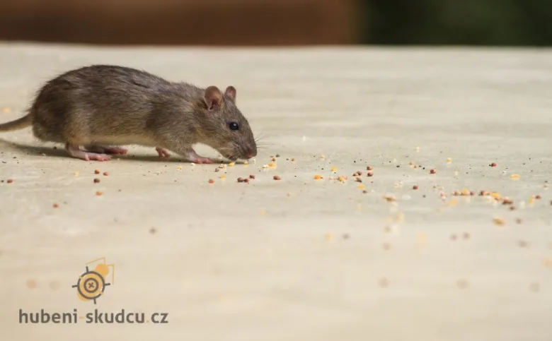 Myš se živí zrnem na podlaze