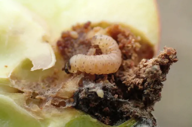 Hnědá larva hmyzu v poškozeném jablku s plísní.