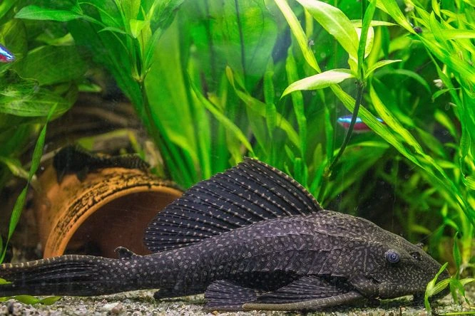 Pleco v akváriu mezi zelenými rostlinami