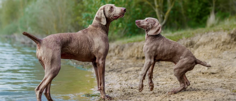 Dospělý pes a štěně Weimaranera u řeky