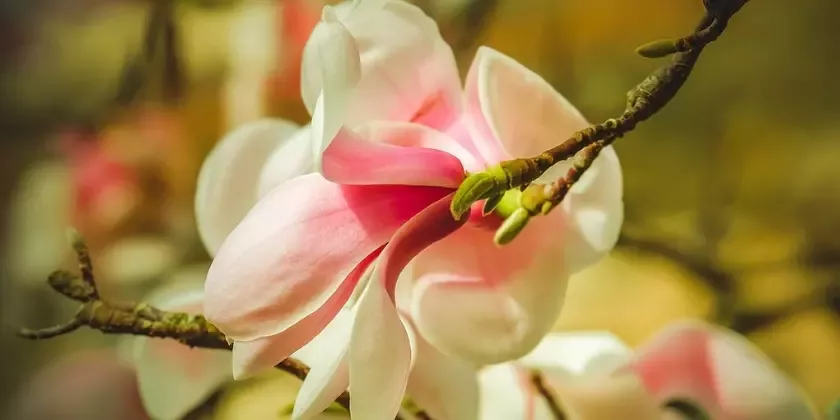Růžová magnolie kvetoucí na větvi