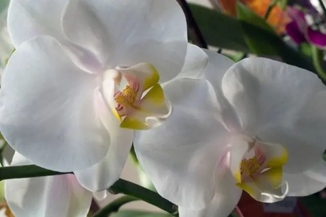 Bílá orchidej v plném květu s žlutým středem