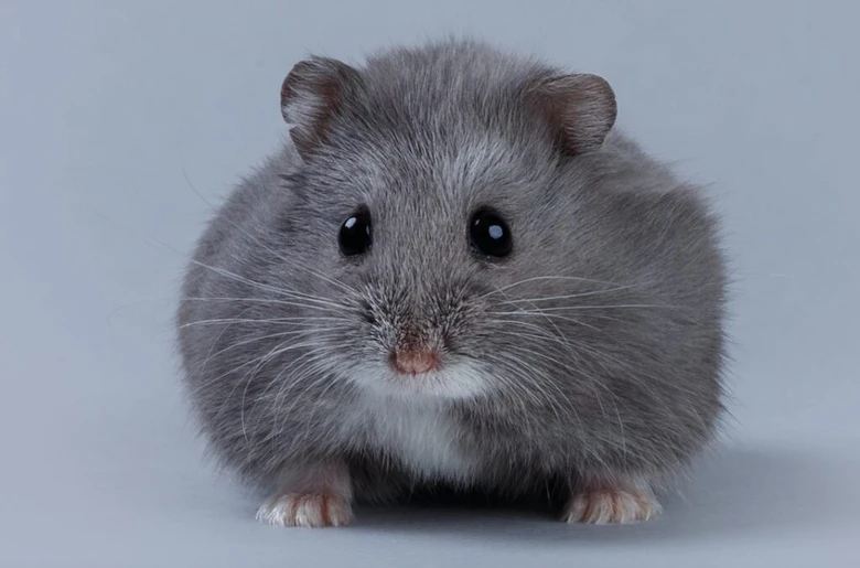 Křečík campbellův – šedý chomáček s velkýma očima.