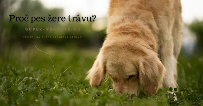 Pes žere trávu na zeleném trávníku