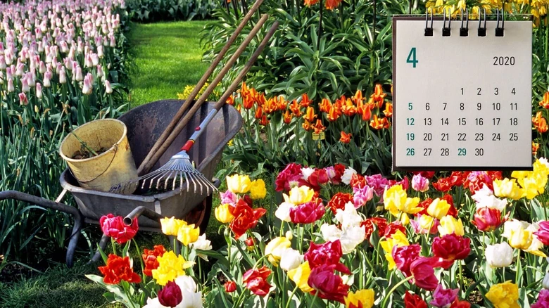 Květnové tulipány v zahradě s kalendářem na duben.