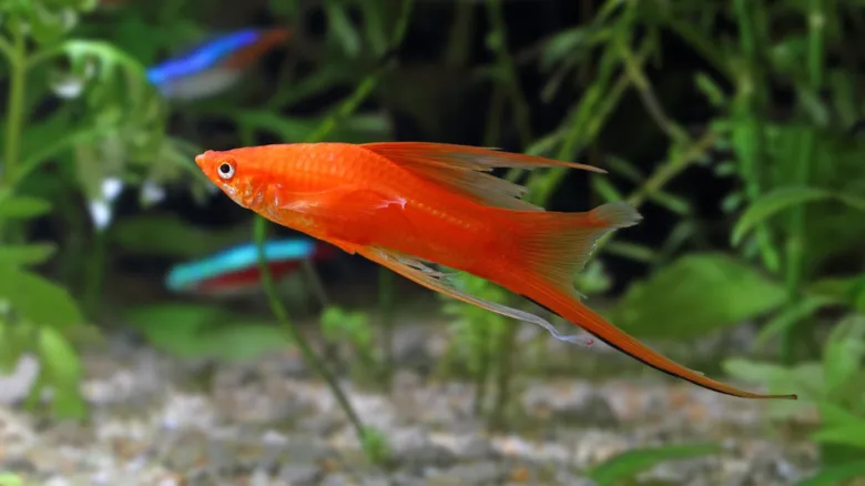 Oranžová akvarijní ryba mezi zelenými rostlinami