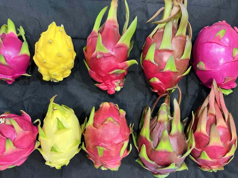 Různé druhy pitahajie, dračí ovoce na černém pozadí.