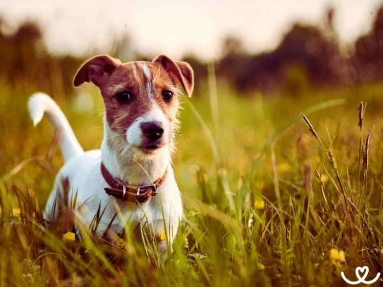 Jack Russell teriér v trávě při západu slunce