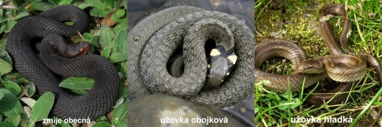 Zmije obecná, užovka obojková a užovka hladká v přírodě