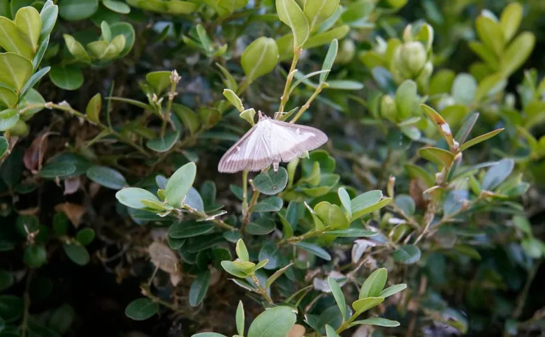 Motýl na listech buxus, škůdce rostlin
