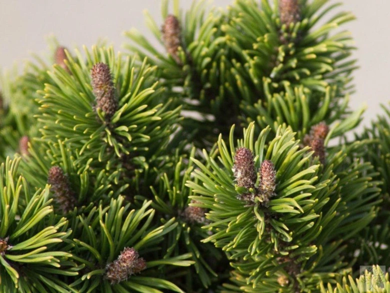 Blízko detail jehličí a šištice Pinus mugo