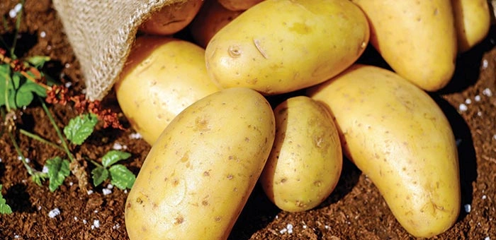 Žluté brambory z půdy, připravené k pěstování
