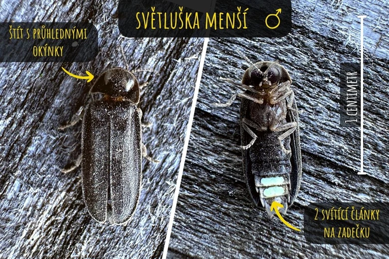 Větší světluška s průhlednými křídly a dvěma svítícími články.