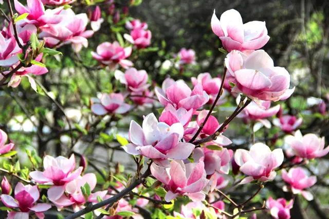 Růžové a bílé květy magnolie na větvích