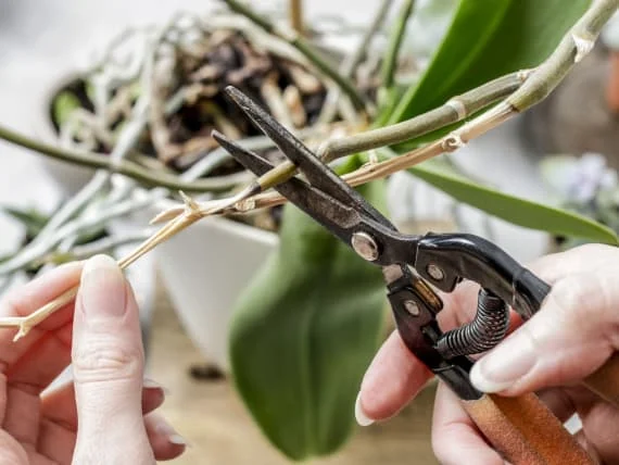 Ořezávání kvetoucího stonku orchideje po odkvětu