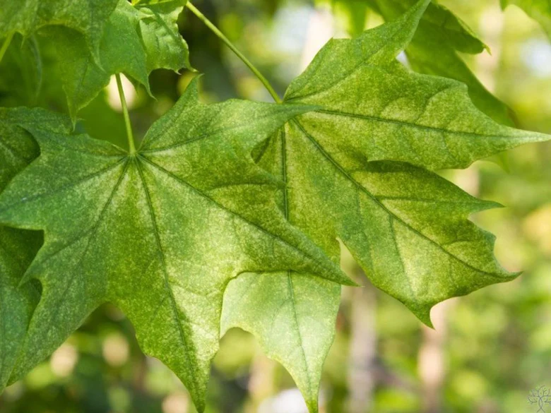 Zelené listy Aceru platanoides na slunci v přírodě