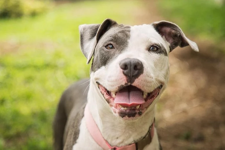Šťastný americký pitbull s růžovým obojkou venku.