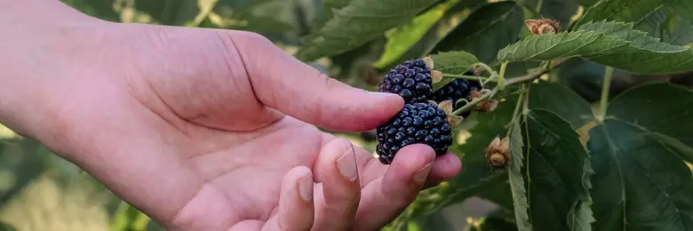 Ruce drží zralé ostružiny na větvi s listím.