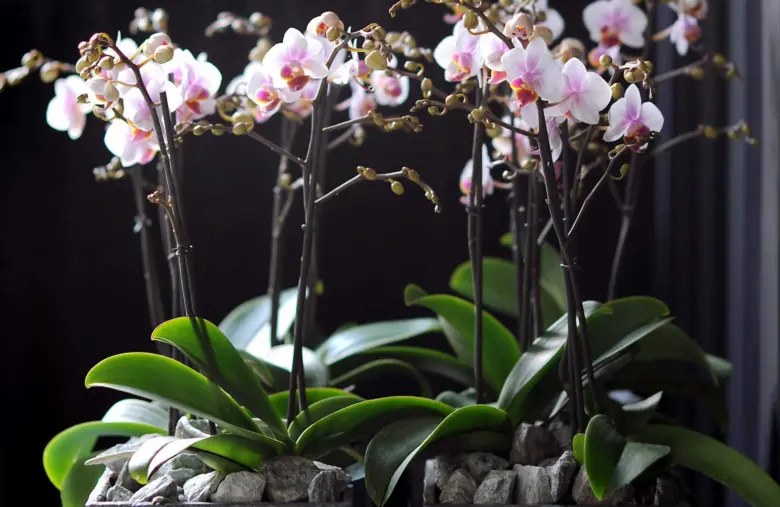 Květoucí orchidej s růžovými květy a zelenými listy