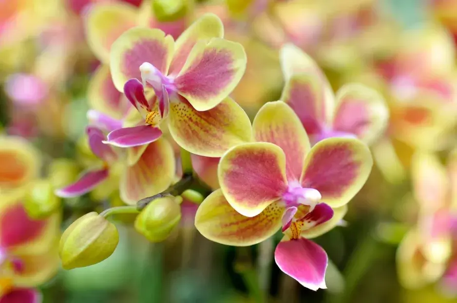 Květy orchidejí v žluté a růžové barvě