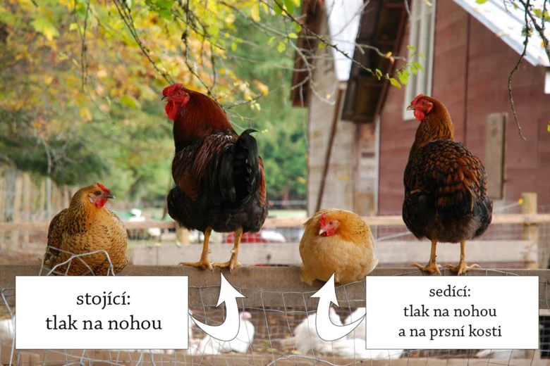 Kuřata na hřadě – stojící a sedící s vysvětlením tlaku na nohy a prsní kost