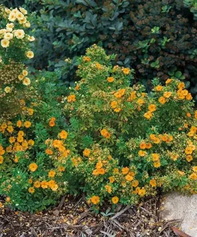 Mochna potentilla s žlutými květy v zahradním záhonu.