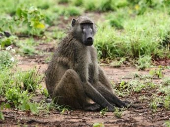 Guinejský pavián sedící na zemi v přírodě