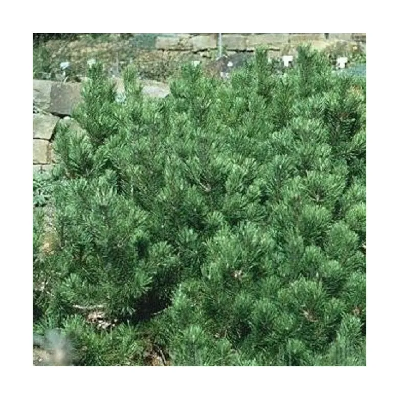 Skupina zelených stromů Pinus mugo v zahradě.