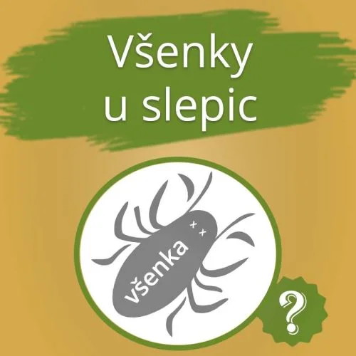 Ilustrace všenky u slepic s otázkou