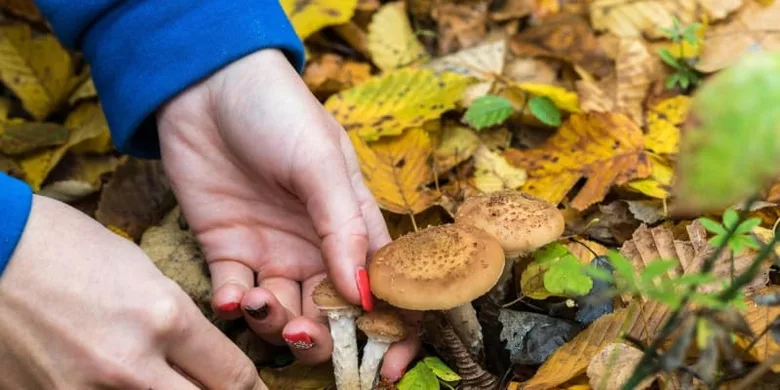 Ruce dotýkají se podzimních hub mezi žlutými listy.