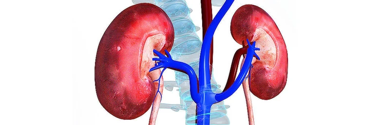 Ilustrace lidských ledvin s tepnami a žilami