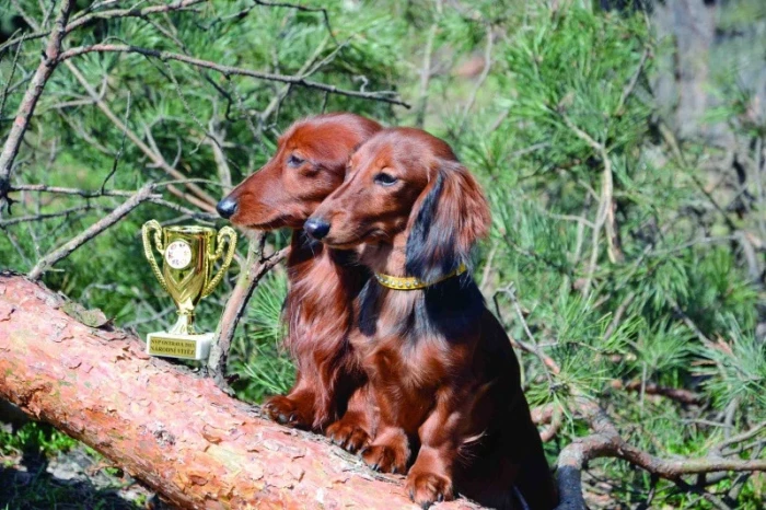 Dva dlouhosrstí jezevčíci s trofejí na větvích v přírodě